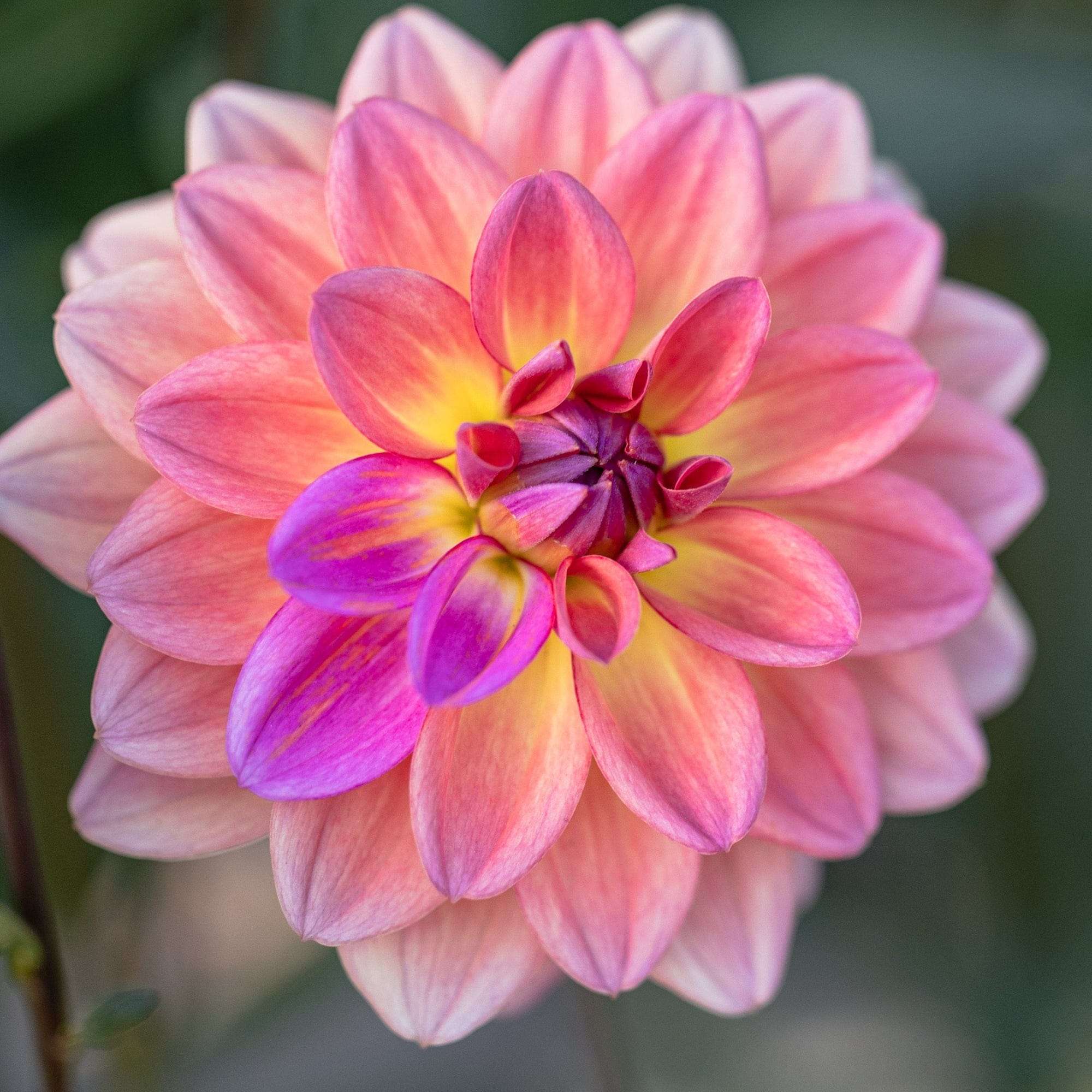 Dahlia 'Pacific View'